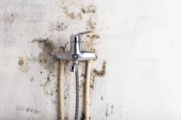 Mold Removal and Inspection in Buchanan, NY
