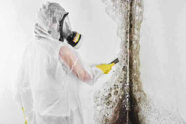 Best Toxic Mold Removal  in Buchanan, NY