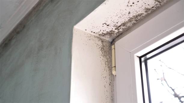 Best Mold Removal and Inspection  in Buchanan, NY