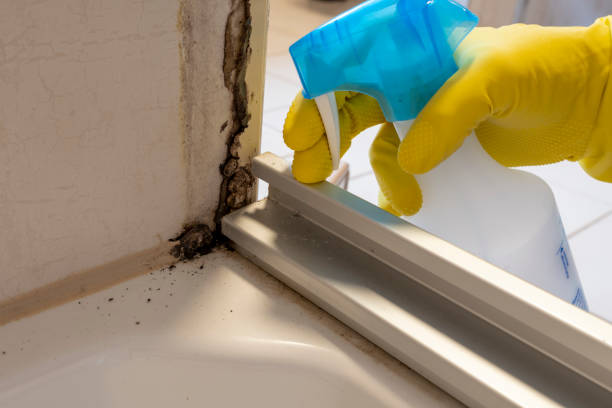 Best Mold Cleaning Services  in Buchanan, NY
