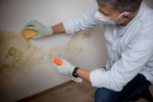 Best Mold Testing  in Buchanan, NY