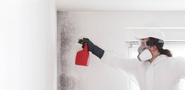 Crawl Space Mold Removal in Buchanan, NY