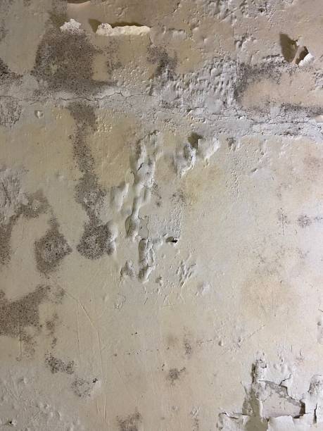 Best Black Mold Removal  in Buchanan, NY