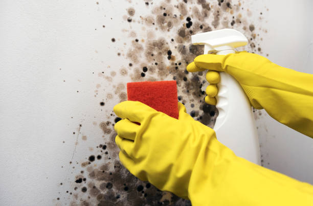 Best Mold Testing  in Buchanan, NY