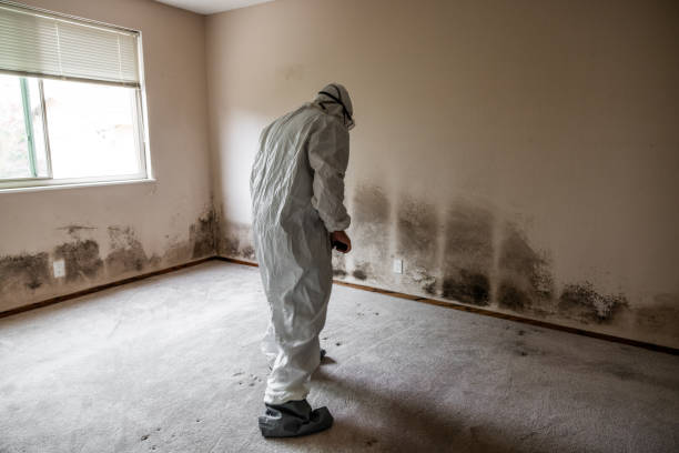 Best Professional Mold Removal  in Buchanan, NY