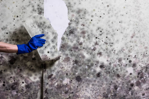 Best Black Mold Removal  in Buchanan, NY