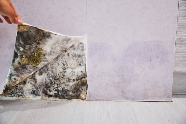 Best Emergency Mold Removal  in Buchanan, NY